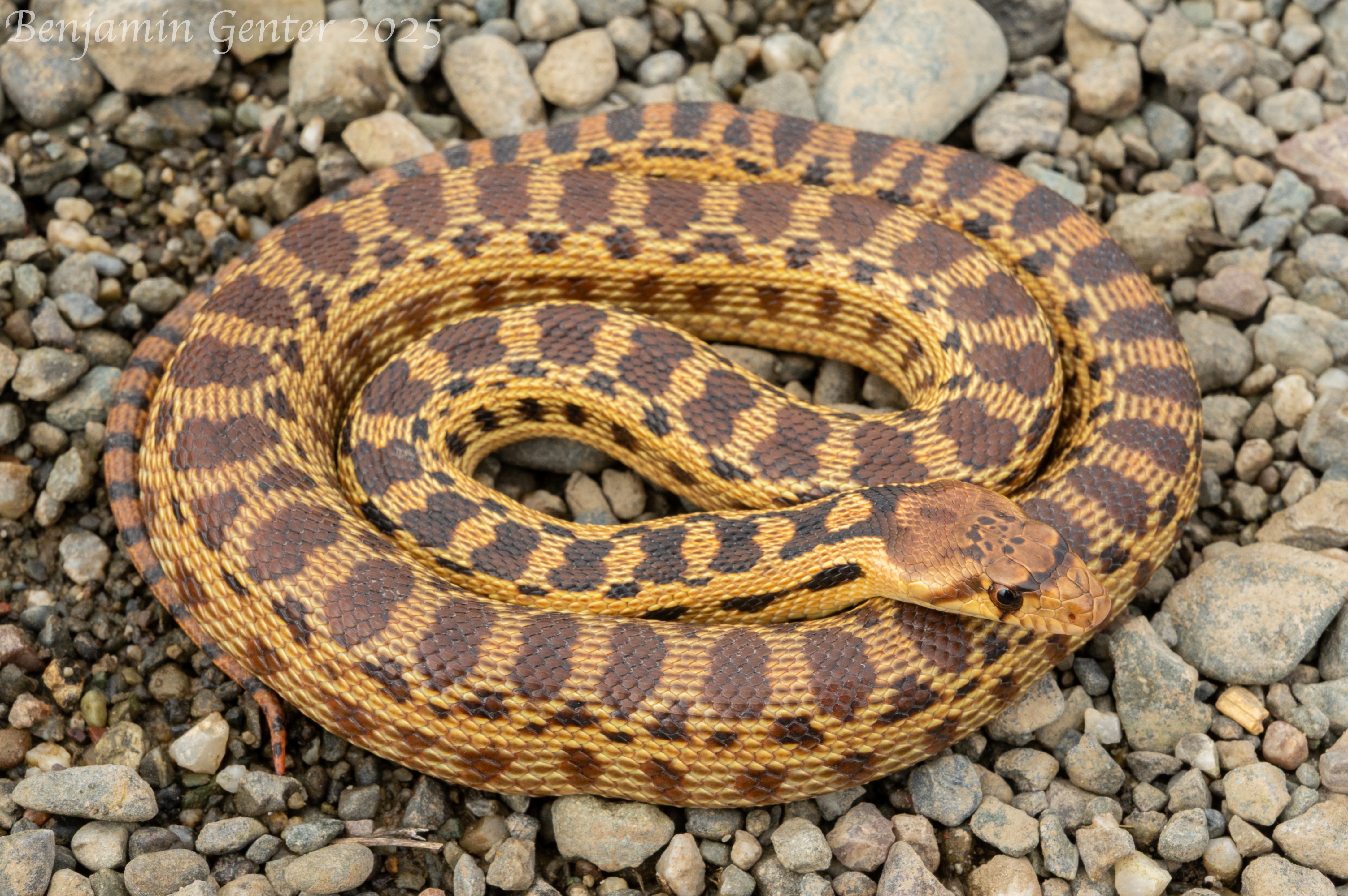 <p>Common Name</p>