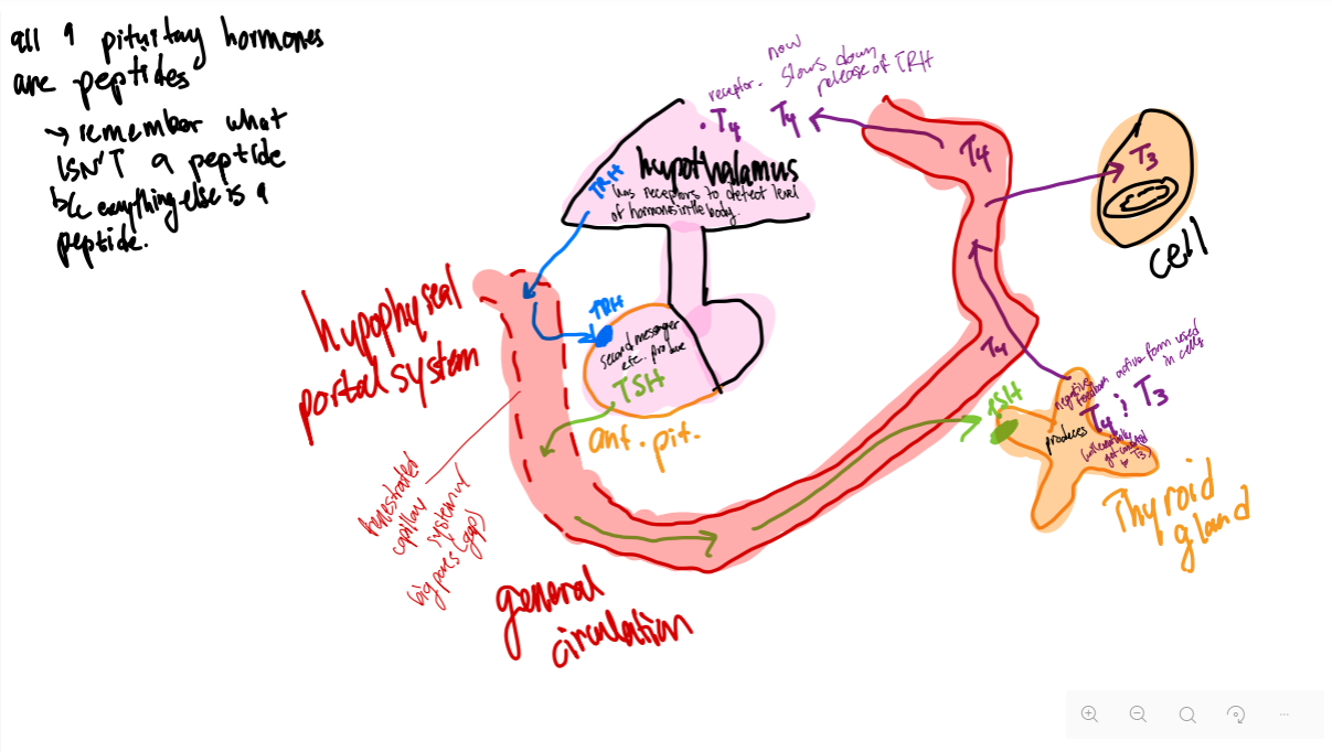 <p>T/F: All 9 pituitary hormones are carbohydrates.</p>