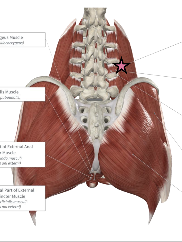 <p>What is this <span style="color: rgb(255, 105, 180);"><strong>muscle</strong></span> and its’ <strong>function</strong> and <strong>role</strong>?</p>
