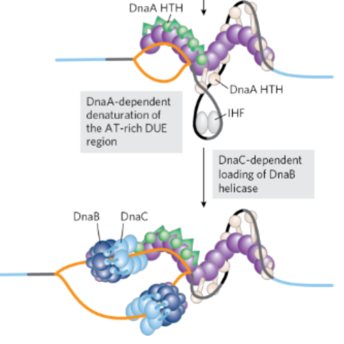 <p>What happens once DnaA binds ATP to become active allowing for the DnaA proteins bind to oriC  for a postive supercoil and dentauration at the DUE </p>