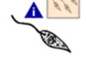 <p>Leishmania life cycle </p>