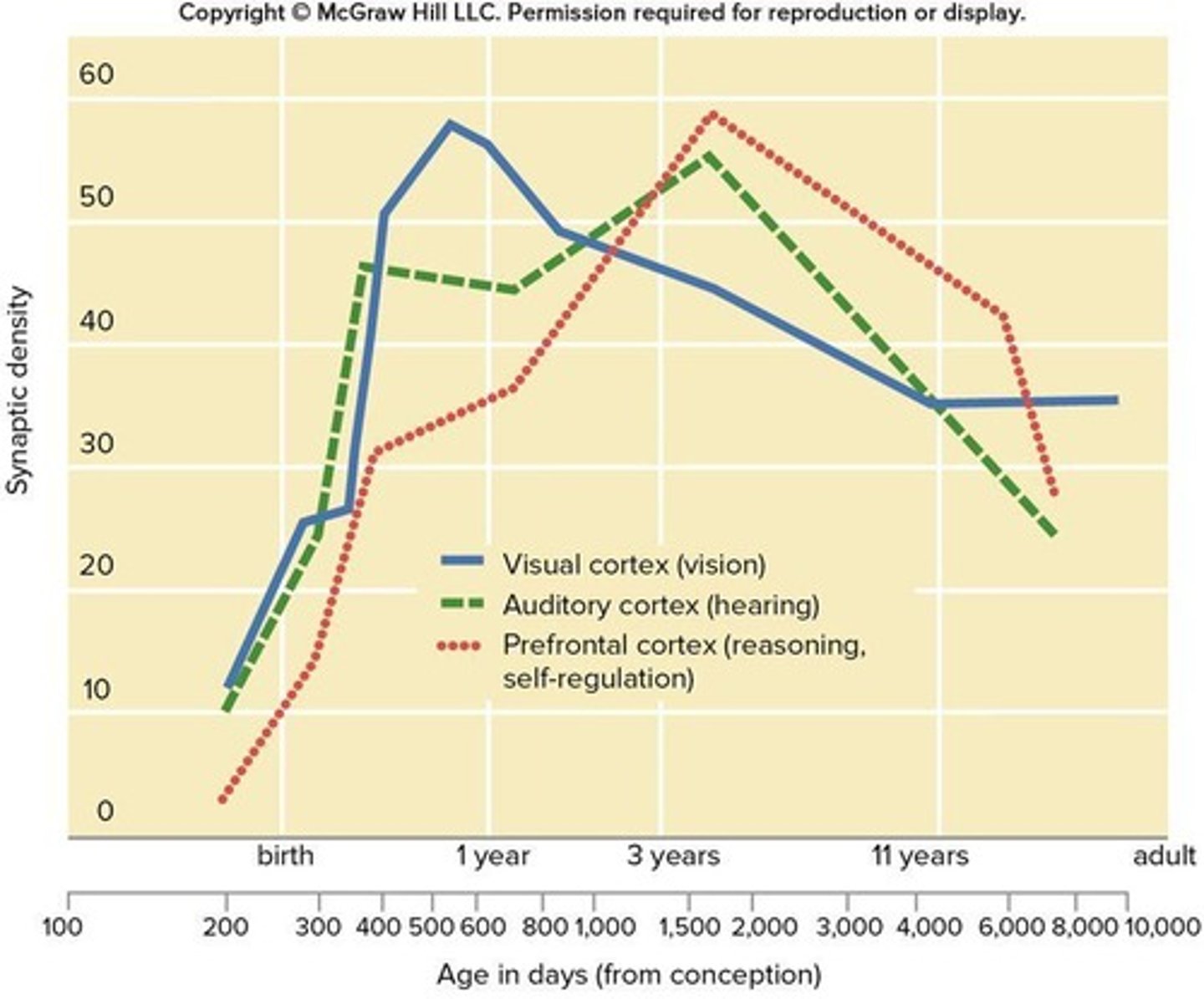 <p>Overproduction peaks at about 3 years of age, with adult density achieved in adolescence.</p>