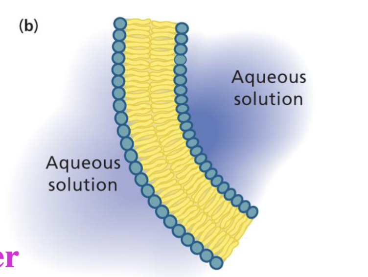 <p>A sheet-like structure formed from the aggregation of amphipathic membrane lipids in water</p>