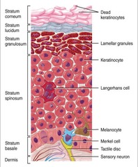 <p>dendritic;</p><p>innate; adaptive</p>