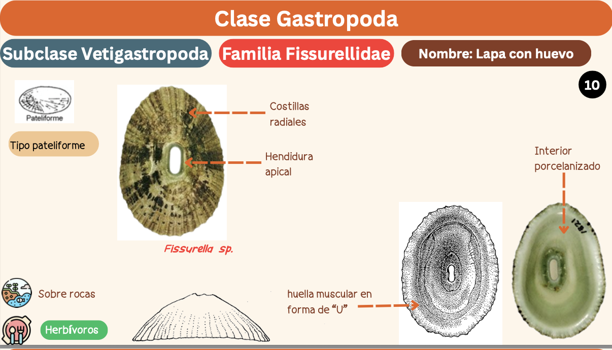 <p><strong>FILO </strong>Mollusca<strong><br>CLASE </strong>Gastropoda<br><strong>SUBCLASE </strong>Vetigastropoda<br><strong>FAMILIA </strong>Fissurellidae<br><strong>GÉNERO </strong><em><u>Fissurella sp</u></em><br><strong>NOMBRE COMÚN </strong>Lapa con hueco<strong><br>CARACTERÍSTICAS </strong>Tipo pateliforme, costillas radiales, hendidura apical, huella muscular en forma de “U”, interior porcelanizado.<br><strong>RÁDULA </strong>Ripidoglossa<strong><br>ALIMENTACIÓN </strong>Herbívoros<strong><br>HÁBITAT </strong>Sobre rocas</p>