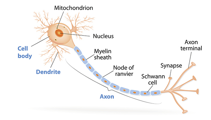 <p>dendrites, soma (cell body), nucleus, axon terminal, myelin sheaths (out) /schwann cells (in), axon, neurotransmitter</p>