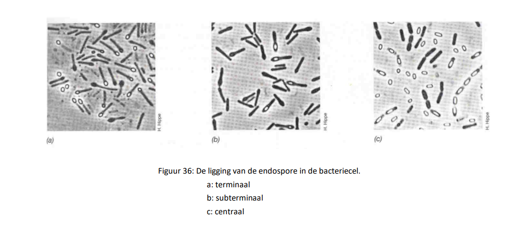 <p>- <strong>terminaal</strong>:</p><ul><li><p>indien de spore aan het uiteinde van de bacteriecel gelegen is, dan wordt de spore een terminale spore genoemd</p></li></ul><p></p><p>- <strong>centraal</strong>:</p><ul><li><p>de sporen kan centraak in de bacteriecel voorkomen, een dergelijke spore wordt een centrale sporen genoemd</p></li></ul><p></p><p>- <strong>subterminaal</strong>:</p><ul><li><p>indien de spore gelegen is tussen het midden en het uiteinde van de cel, dan gaat het om een subterminale spore</p></li></ul><p></p>