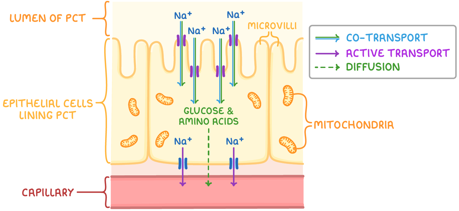 <ul><li><p>Na-K pump actively transports 3Na<sup>+</sup> out of the epithelial cell into the capillary - this creates a concentration gradient of Na<sup>+</sup> into the epithelial cell as the Na<sup>+</sup> conc in the cells lining the PCT decreases</p></li><li><p>glucose and Na<sup>+ </sup>enter the epithelial cell by facilitated diffusion - this is cotransport</p></li><li><p>glucose diffuses out of the epithelial cell into the capillary by facilitated diffusion and is transported in the blood</p></li></ul><p></p>