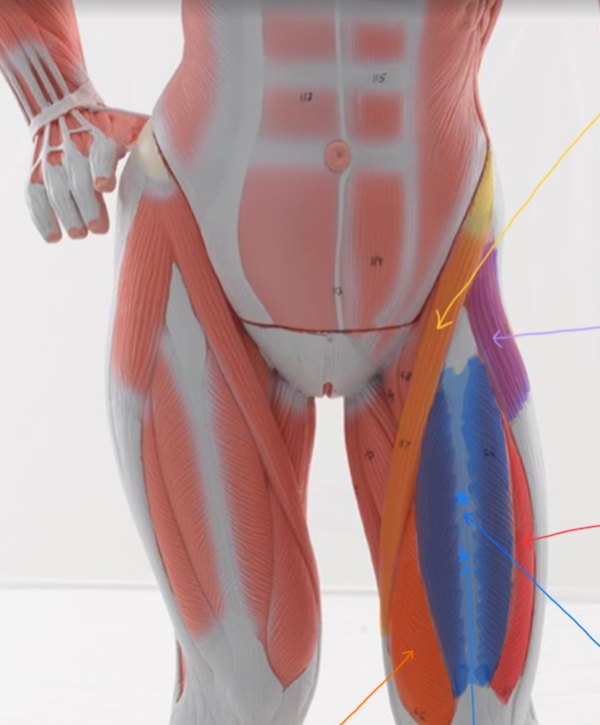 <p>Name the LIGHTER BLUE stars on highlighted BLUE muscle</p>