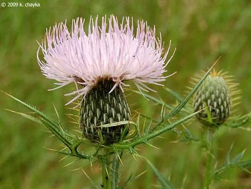 <p>Forb - Native biennial with spiny leaves that are green above and white-woolly underneath. Pink flower, bracts encompass flower. Occurs in prairies, pastures, roadsides, and open woods and provides valuable food for pollinators and seed-eating birds.</p>