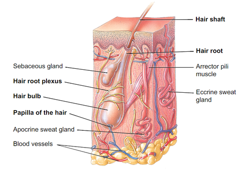 <p>Hair root plexus</p>