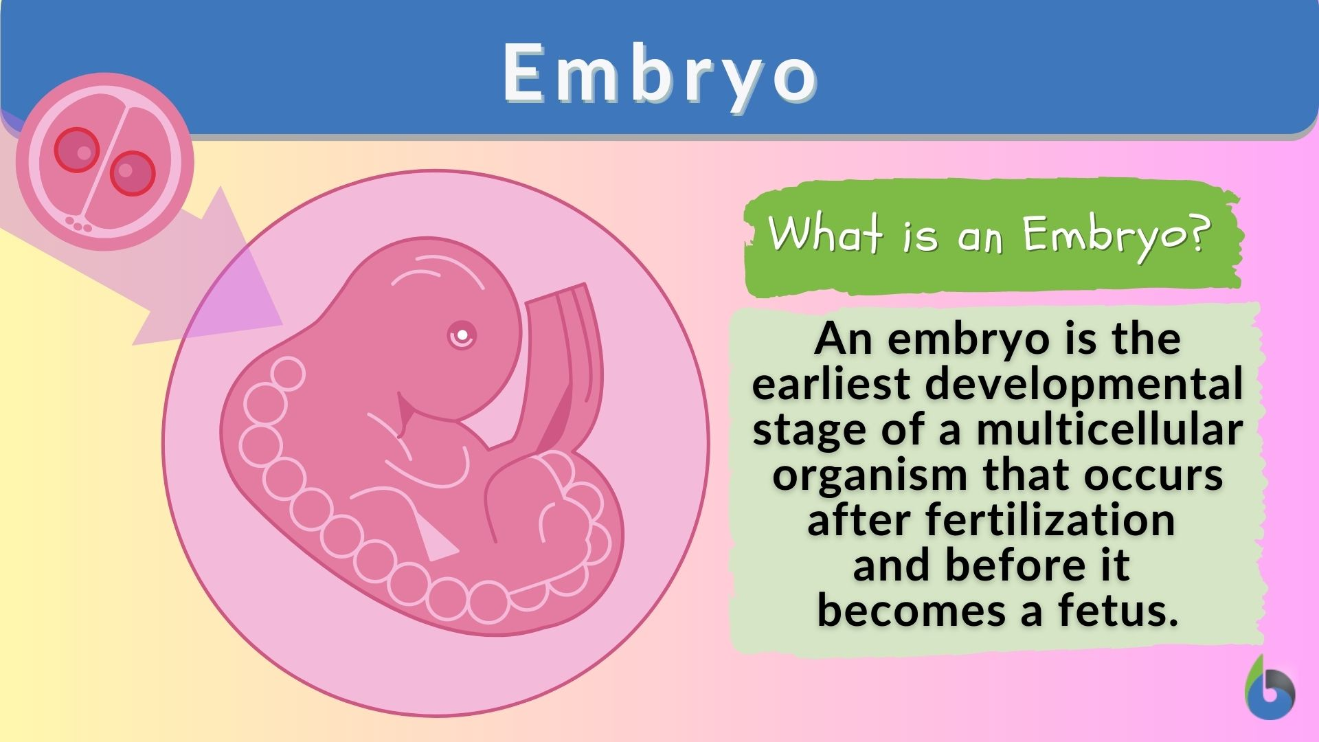 <p>🔤 Phiên âm: /ˈem.bri.əʊz/ </p><p>🎯 Nghĩa: Phôi thai. </p><p>📝 ex: By observing the embryos of different species, biologists can find clues about their evolutionary past. </p><p>🔄 Synonyms: fetuses, unborn offspring </p><p>❌ Antonyms: adults, fully grown animals </p><p>👨‍👩‍👧‍👦 Word Family: embryonic (adj)</p>