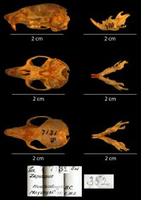 <p>Family Zapodidae Zapus orarius (pacific jumping mouse/point reyes jumping mouse)</p>