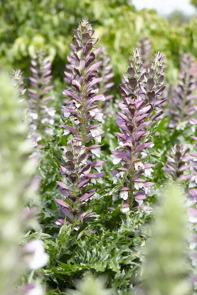 <p>Acanthus mollis height</p>