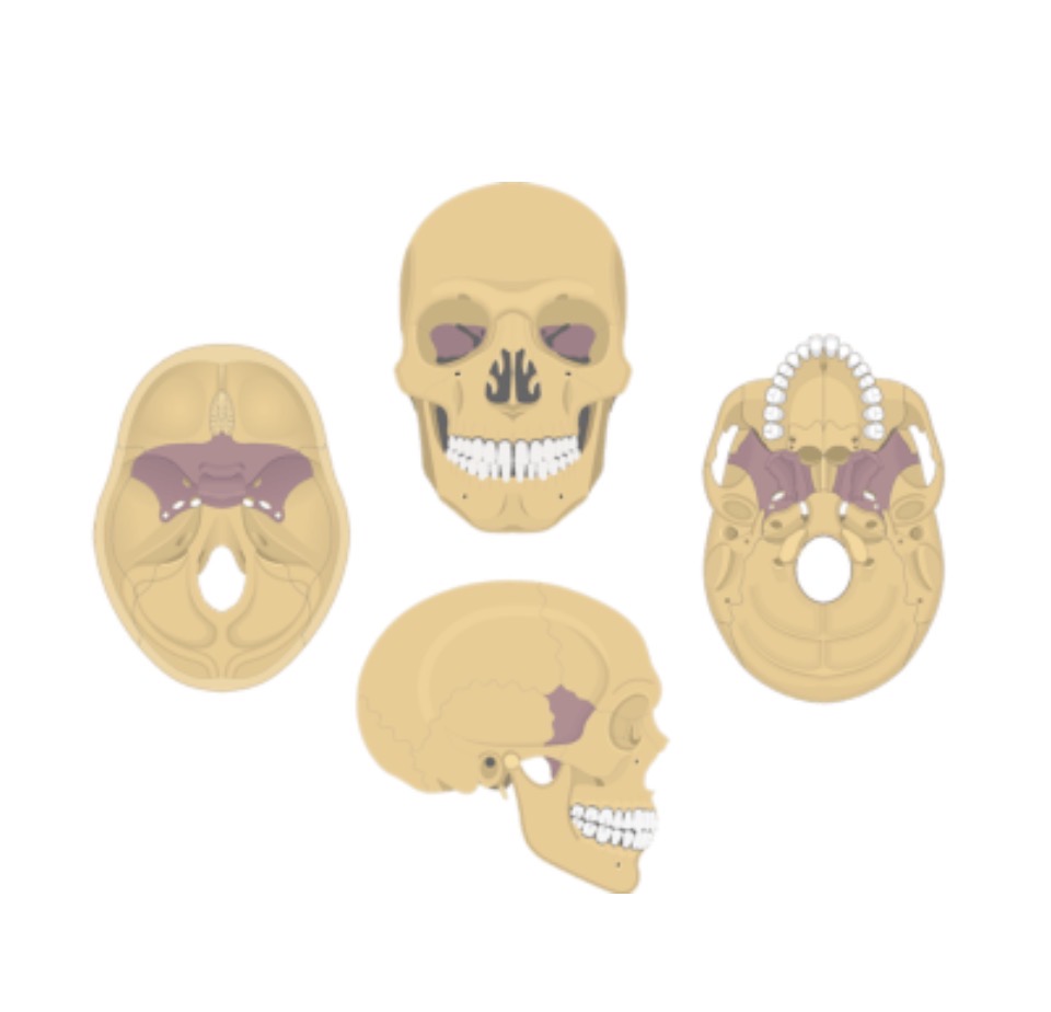 <p>A cranial bone including the greater wing, orbital surface, and sella turcica.</p>