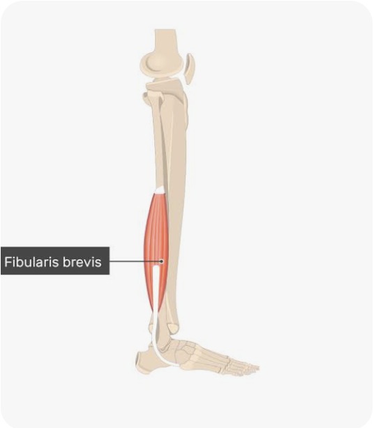 <p>O: Lateral distal fibula</p><p>I: Lateral side of fifth metatarsal</p><p>A: Eversion of the foot; (weak) plantarflexion of the foot</p><p>N: Superficial peroneal nerve</p>