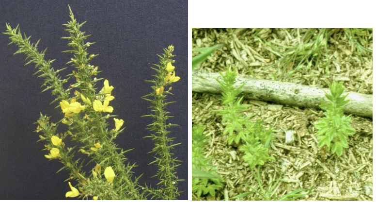 <p><strong>Plant family:</strong> Fabaceae<br><strong>Life cycle:</strong> Perennial shrub<br><strong>Key persistence / spread:</strong> Extremely long‑lived hard seed bank<br><strong>Farming systems:</strong> Hill country, forestry, marginal land</p><p><strong> How to identify</strong></p><p>It is a dense, woody shrub where leaves are replaced by sharp green spines. Young plants have soft trifoliate leaves initially, but these quickly transform into spines as the plant matures.</p><p>Bright yellow pea‑like flowers are produced mainly in spring but can appear at other times. These develop into pods that explosively release seed.</p><p>Seeds can survive in the soil for 30–40 years, making gorse extremely persistent. Dense thickets exclude pasture and stock.</p><p>Distinguished from broom by the presence of spines.</p>