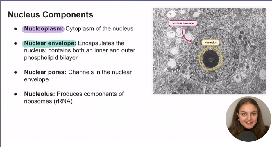 <p>Produces components of ribosomes (rRNA)</p>