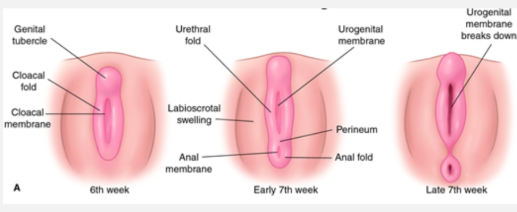 <ul><li><p>mesoderm cells migrate to surround cloacal membrane→ form elevated cloacal folds</p></li><li><p>cloacal folds unite anteriorly to form genital tube→ future penis/ clitoris</p></li><li><p>cloacal folds divide into anal and urethral divisions</p></li><li><p>genital swellings appear next to urethral folds→ future scrotum/labia majora</p></li></ul><p></p>