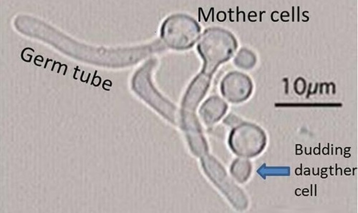 <p>yeast</p>