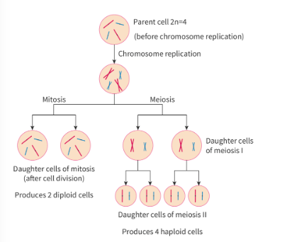 <p>mitosis</p><ul><li><p>somatic cells</p></li><li><p>makes diploid genetically identical daughter cells</p></li><li><p>for growth or replace damaged cells</p></li></ul><p></p><p>meiosis</p><ul><li><p>makes 4 genetically uniquhe daugter nuclei</p></li><li><p>also beings with diploid cell</p></li><li><p>has 2 rounds of nuclear division</p></li></ul><p></p>