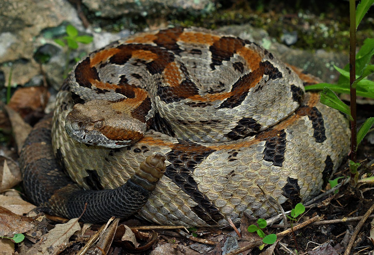 <p>Crotalus horridus</p><ul><li><p>Family Viperidae</p></li><li><p>Suborder Ophidia (Serpentes)</p></li><li><p>Order Squamata</p></li><li><p>Subclass Lepidosauria</p></li></ul><p></p>