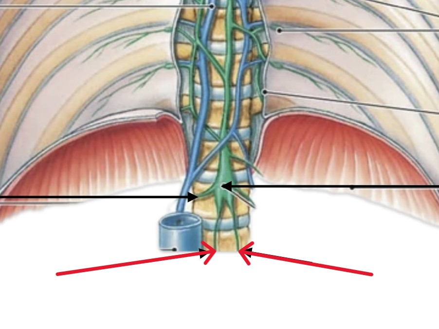<p>Which lymphatic organ:</p><ul><li><p>The “legs” of cisterna chyli</p></li><li><p>Inferior to intestinal trunk</p></li></ul><p></p>