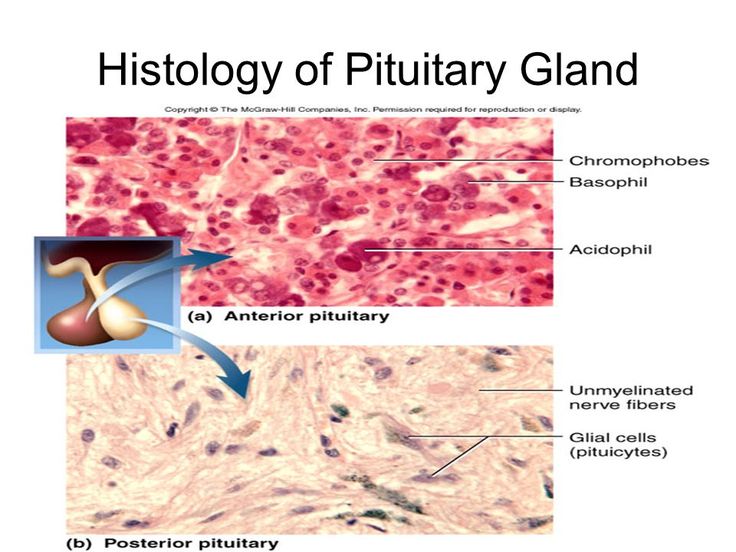 <p>Posterior Pituitary</p>