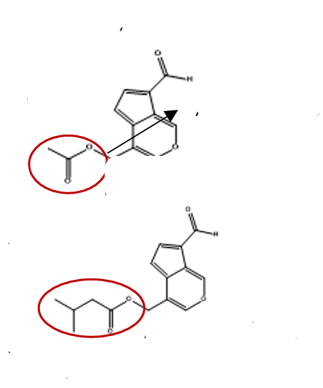 <ul><li><p>nomes</p></li><li><p>como se formam</p></li><li><p>propriedade farmacologica</p></li></ul><p></p>