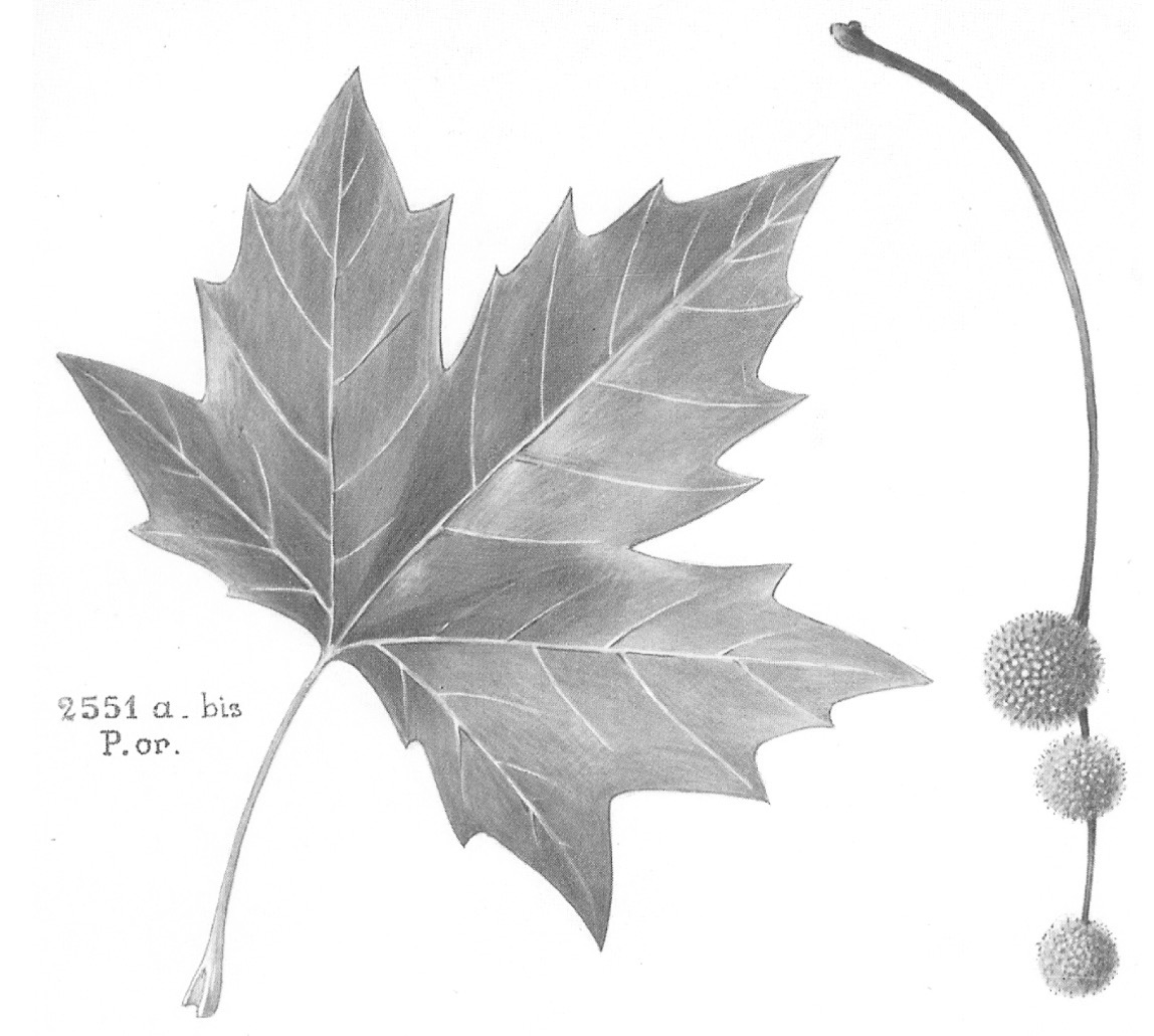 <p>Platane commun</p><p>Platanes x hispanica</p><p>PLATANACEE</p>