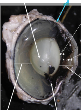 <p>What is the arrow pointing at?</p>