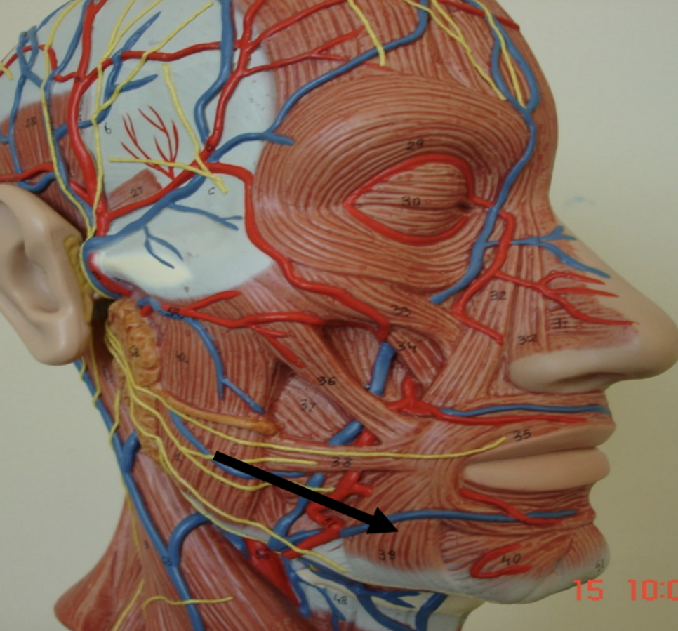 <p>Identify the muscle indicated by the pointer.</p>