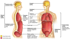 <p>stores the heart and lungs w/ protective rib cage</p>