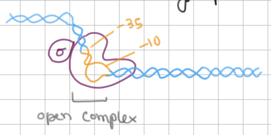 <p>Initiation of Transcription (3/4)</p><ol start="5"><li><p>TATAAAT box in <u>-10</u> region is unwound → <strong>open complex</strong></p><ul><li><p>AT bonds can be easily separated</p></li></ul></li></ol><p></p>