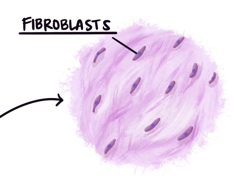 <p>little black dots within the cells (kinda look like nuclei) </p>