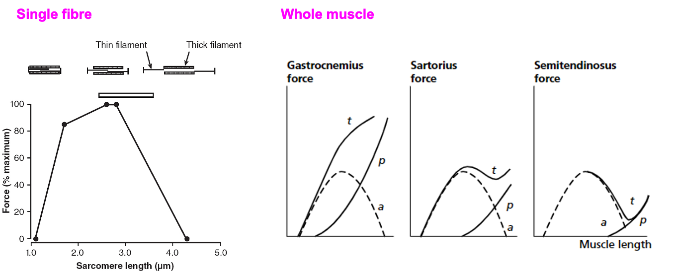 <ul><li><p><span><span>Single sarcomere, relationship = broadly parabolic (relates to the ability of the thin and thick filaments to attach to one another and move and therefore produce force) (active element)</span></span></p></li><li><p><span><span>Whole muscle there is elastic passive properties that passively produce force (tendons, elasticity of cross bridges)</span></span></p></li><li><p><span><span>T represents total = sum of active and passive force length relationships</span></span></p></li><li><p><span><span>Longer tendon (eg. Achilles) provides more passive force as well and longer muscle length</span></span></p></li><li><p><span><span>Cannot change the attachment of muscle which affects passive force</span></span></p></li></ul><p></p>