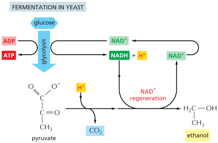 <ul><li><p><strong>Pyruvate + NADH → Ethanol + CO₂ </strong>(happens in cytosol)</p></li><li><p><strong>NADH → NAD⁺</strong> (regenerated for glycolysis)</p></li><li><p>Brewing beer, baking bread</p></li><li><p><strong>Key point:</strong> Also produces only a small amount of ATP; CO₂ causes bread to rise</p></li></ul><p></p>