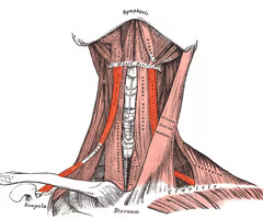 <p><span>EXTRINSIC INFRAHYOID</span><br><br><span>origin: intermediate tendon</span><br><br><span>insertion: lower border, greater horn of hyoid</span><br><br><span>innervation: ansa cervicalis C1</span><br><br><span>function: depresses hyoid; prevents neck region from collapsing during deep inspiratory efforts</span></p>