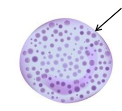 <p>Identify</p>