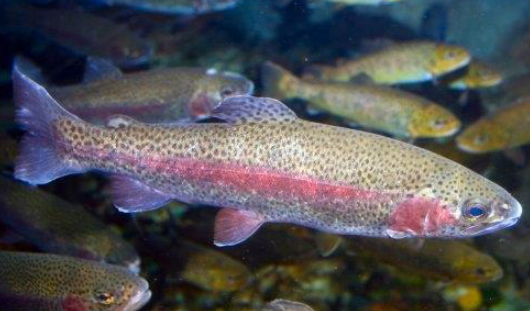 <p>Common name, Family, Scientific Name?</p>