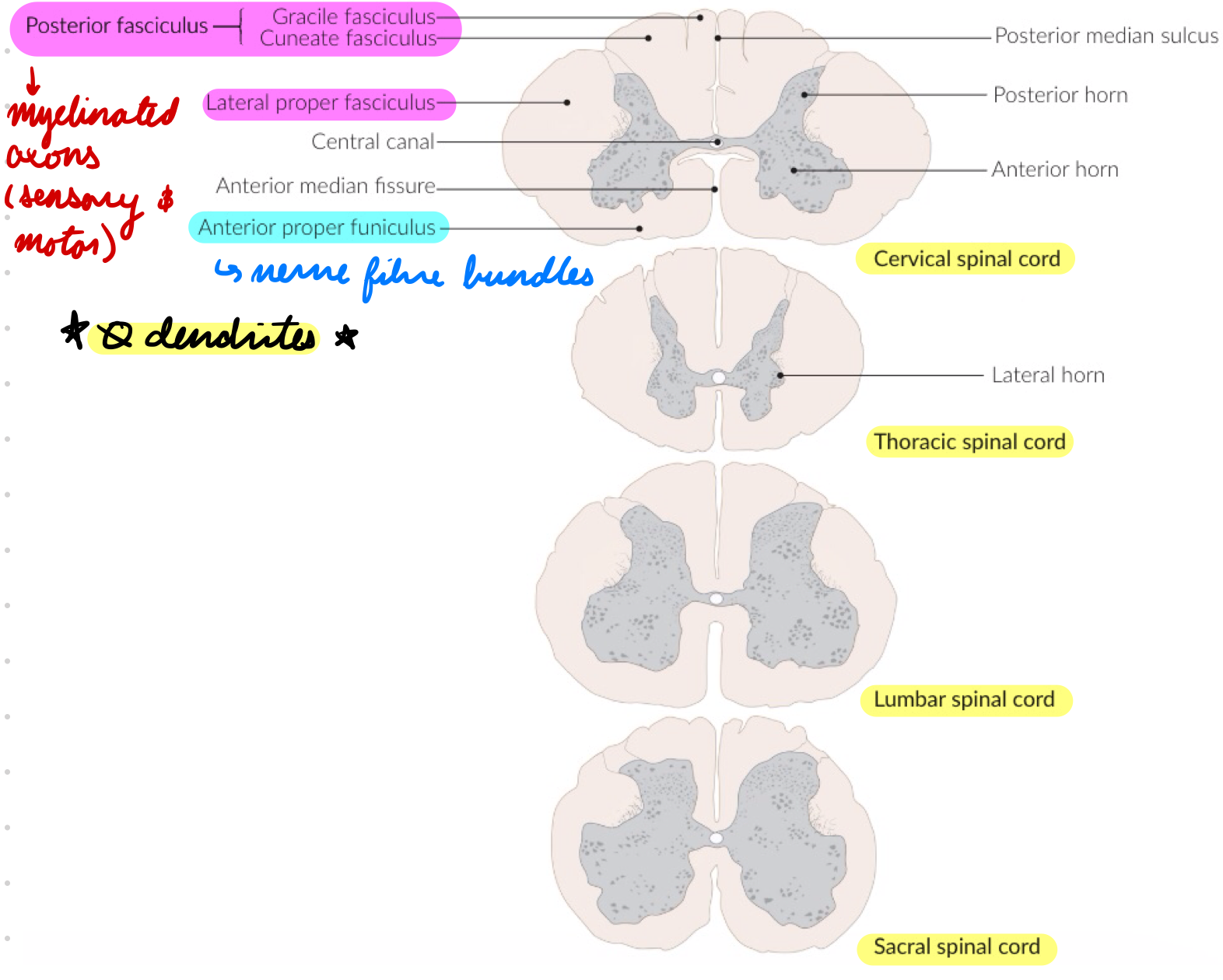 <p>Funiculi</p><ul><li><p>Anterior</p></li><li><p>Lateral</p></li><li><p>Posterior</p></li></ul><p></p>