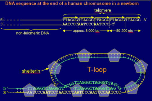<p>made up of tandem repeats (at birth about 8000bp) ot TTAGGG</p><p>has a short extension at the 3’ end (approx 50-200nt)</p><p>forms T-loop , bound by shelterin (complex of 6 proteins e.g. TRF1, TRF2, POT1)- prevents binding of Ku (stops triggering of DNA damage response through ATM activation) &amp; not recognised by DNA repair systems (e.g. by Ku protein) &amp; inhibits ATR kinase</p>