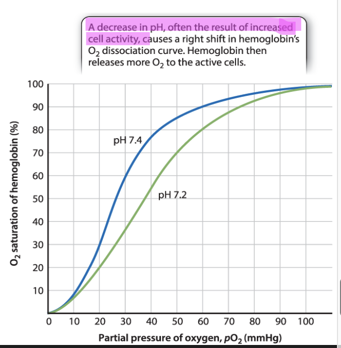 <ul><li><p>Decreased pH often result of increased cell activity</p></li><li><p><span style="background-color: inherit; line-height: 19.55px; color: windowtext;">Decrease in pH caused by metabolism -> affects disassociation of O2</span><span style="line-height: 19.55px; color: windowtext;">&nbsp;</span></p><ul><li><p class="Paragraph SCXO10276793 BCX0" style="text-align: left;"><span style="background-color: inherit; line-height: 19.55px; color: windowtext;">When pH = 7.4 (physiological pH of blood)</span><span style="line-height: 19.55px; color: windowtext;">&nbsp;</span></p></li><li><p class="Paragraph SCXO10276793 BCX0" style="text-align: left;"><span style="background-color: inherit; line-height: 19.55px; color: windowtext;">PH more acidic</span><span style="line-height: 19.55px; color: windowtext;">&nbsp;</span></p><ul><li><p class="Paragraph SCXO10276793 BCX0" style="text-align: left;"><span style="background-color: inherit; line-height: 19.55px; color: windowtext;">Right shift of dissociate curve</span><span style="line-height: 19.55px; color: windowtext;">&nbsp;</span></p></li><li><p class="Paragraph SCXO10276793 BCX0" style="text-align: left;"><span style="background-color: inherit; line-height: 19.55px; color: windowtext;">Allows hemoglobin to release more O2 to cells</span><span style="line-height: 19.55px; color: windowtext;">&nbsp;</span></p></li></ul></li></ul></li><li><p>Right shift in hemoglobins O2 disassociation curve → hemo releases more O2 to active cells</p></li></ul><p></p>