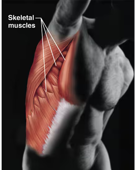 <ul><li><p>Allows manipulation of the environment, locomotion, and facial expression</p></li><li><p>Maintains posture and produces heat</p></li><li><p>Contains skeletal muscles</p></li></ul><p></p>