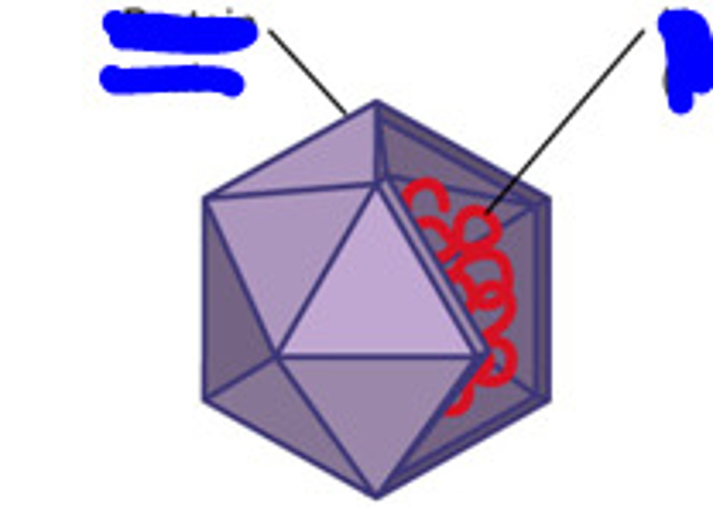 <p>Capsids forming 20 triangular faces and 12 corners.</p>