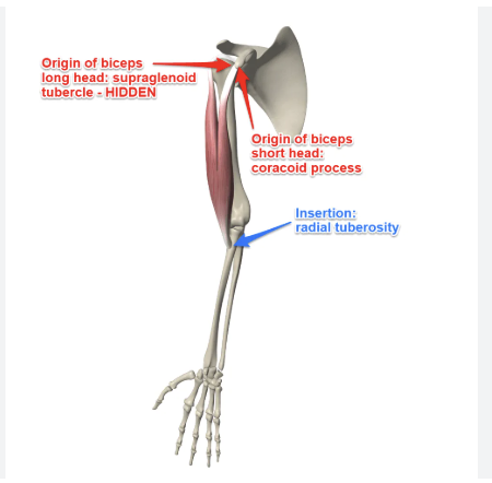 <p>O: <strong>Long head: </strong>Supraglenoid tubercle of the scapula</p><p><strong>Short head: </strong>coracoid process of the scapula</p><p>I: Radial tuberosity + bicipital aponeurosis</p><p>A: <strong>Both heads: </strong>Flexion of forearm, supination of forearm</p><p><strong>Long head: </strong>flexion of arm (weakly)</p><p>N: Musculocutaneous nerve</p>
