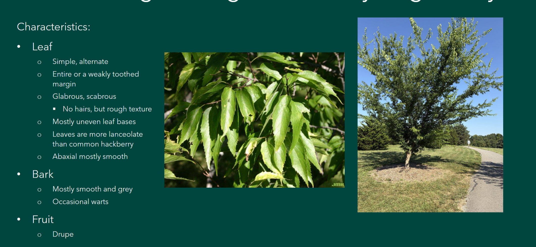 <p>Celtis laevigata</p>