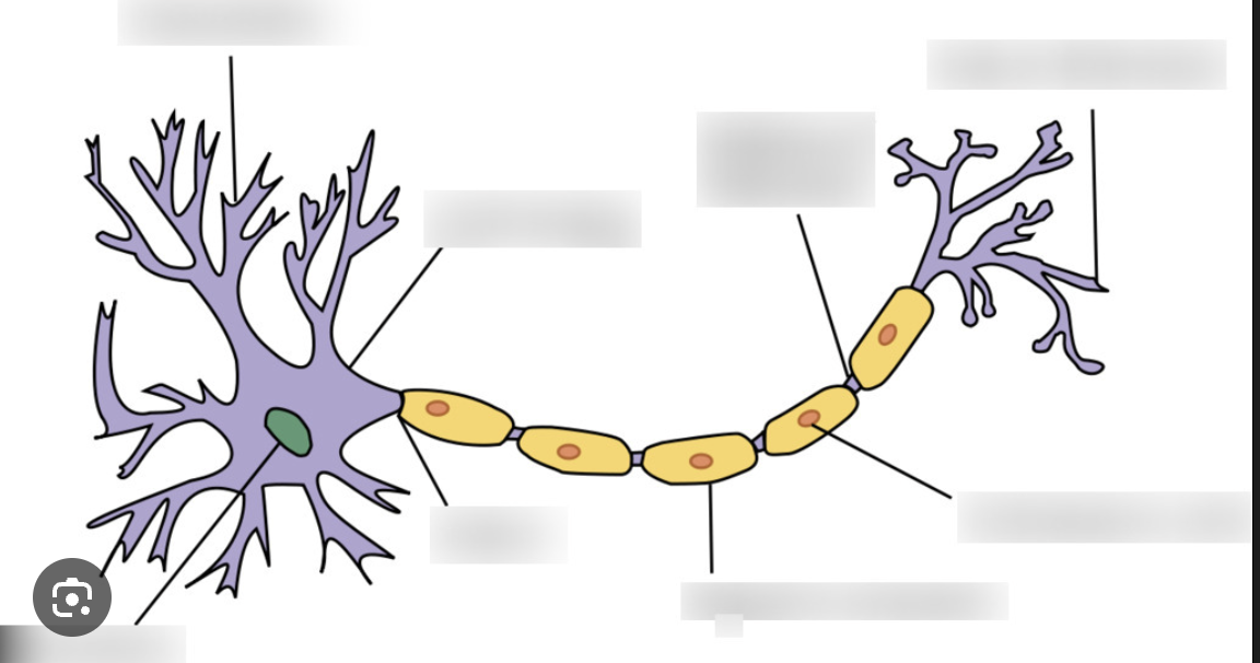 <p>label the neuron</p>
