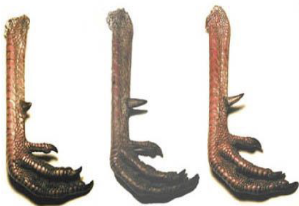 <p>How can you age a male Wild Turkey based off of their spur? </p>