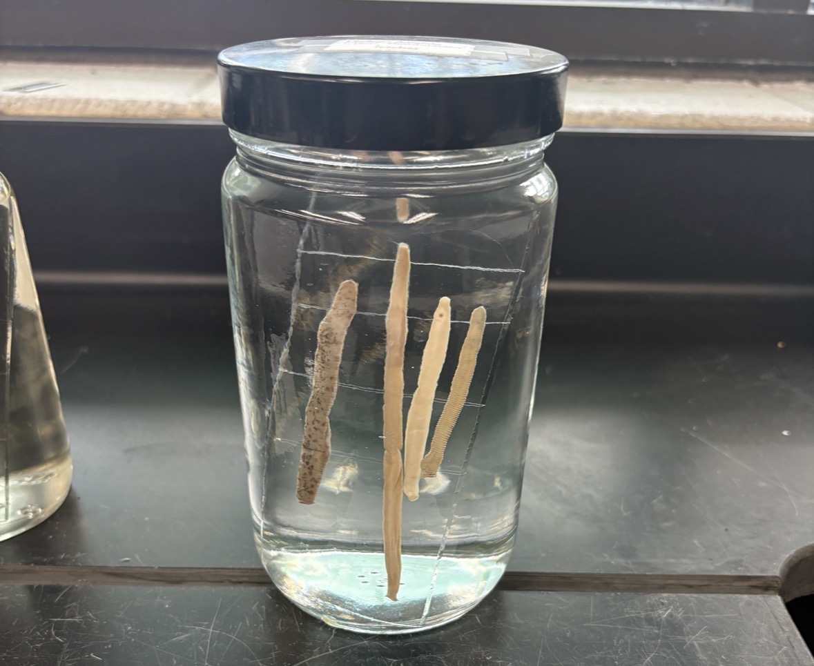 <p>Name the phylum and class</p>